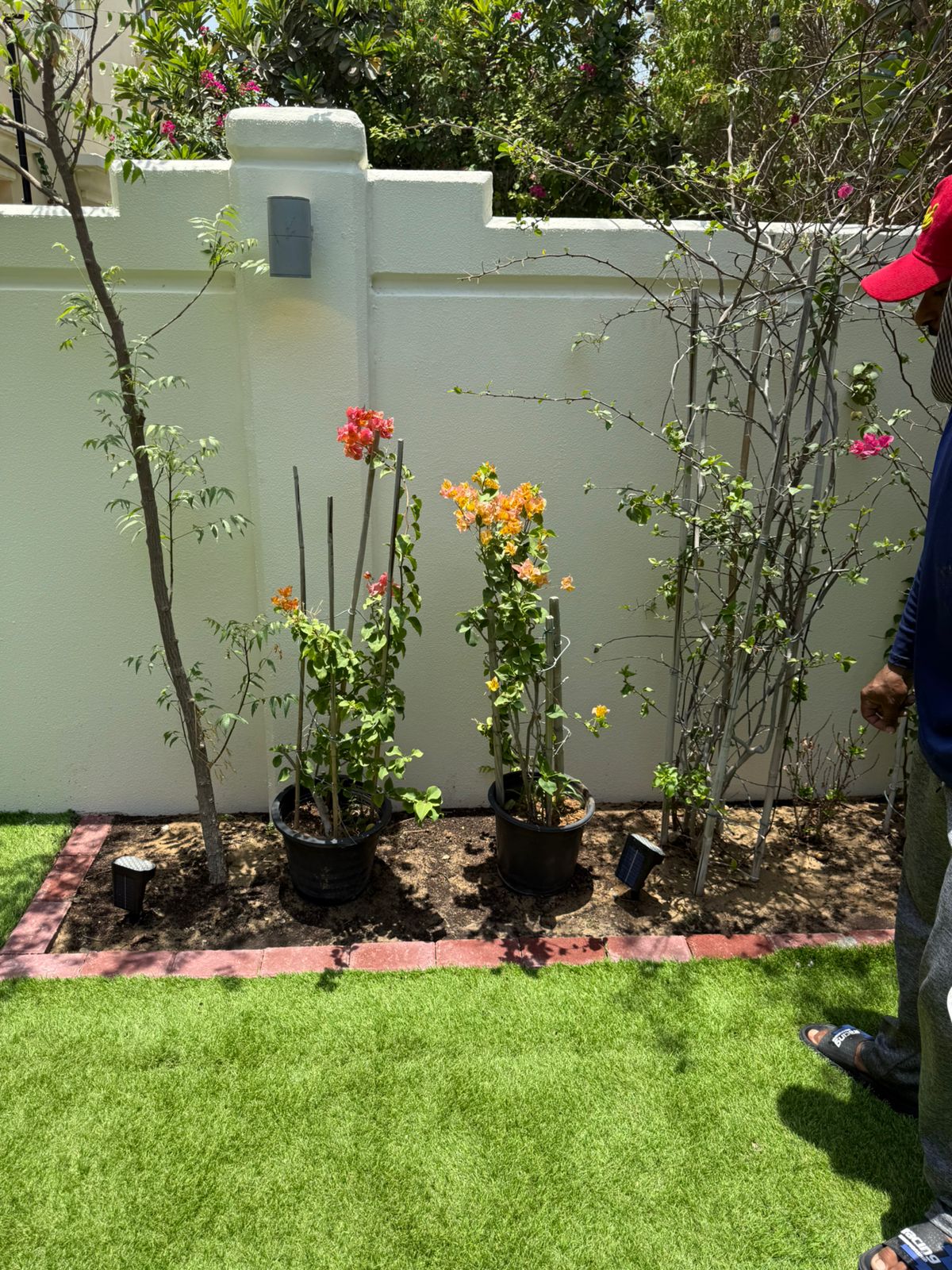 Flowers care