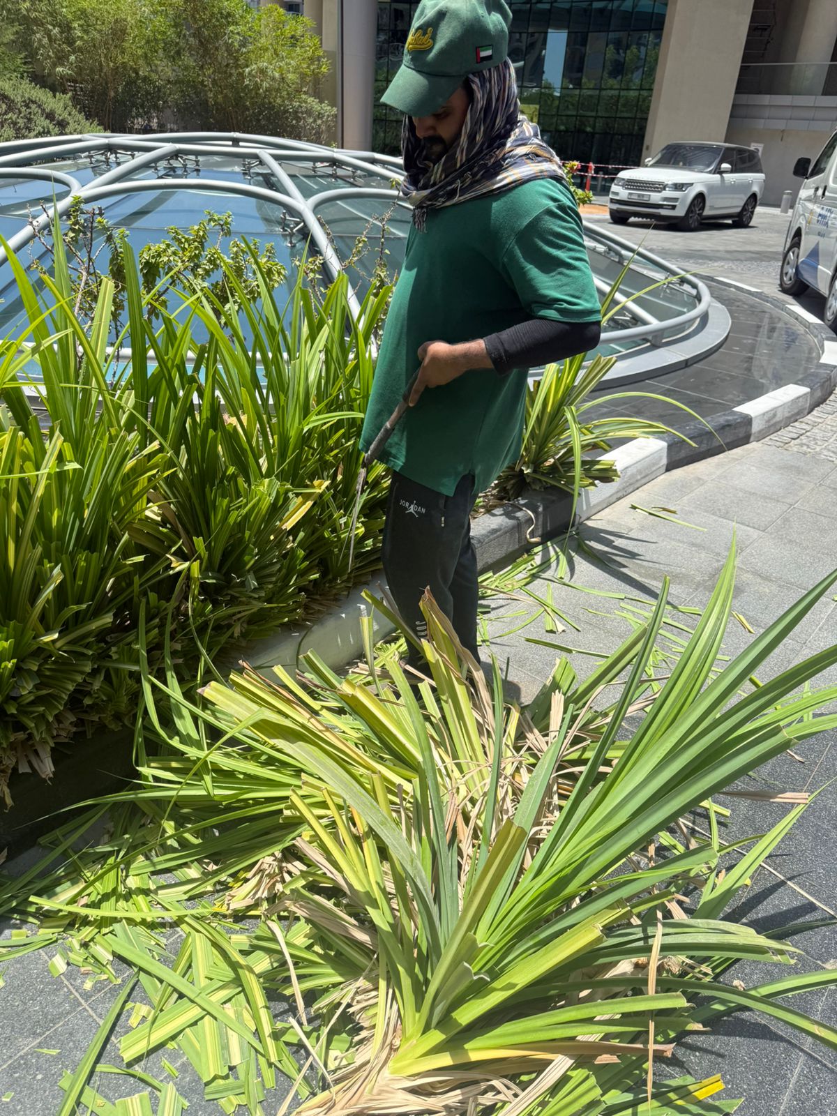 Plants cutting for beauty inhancing