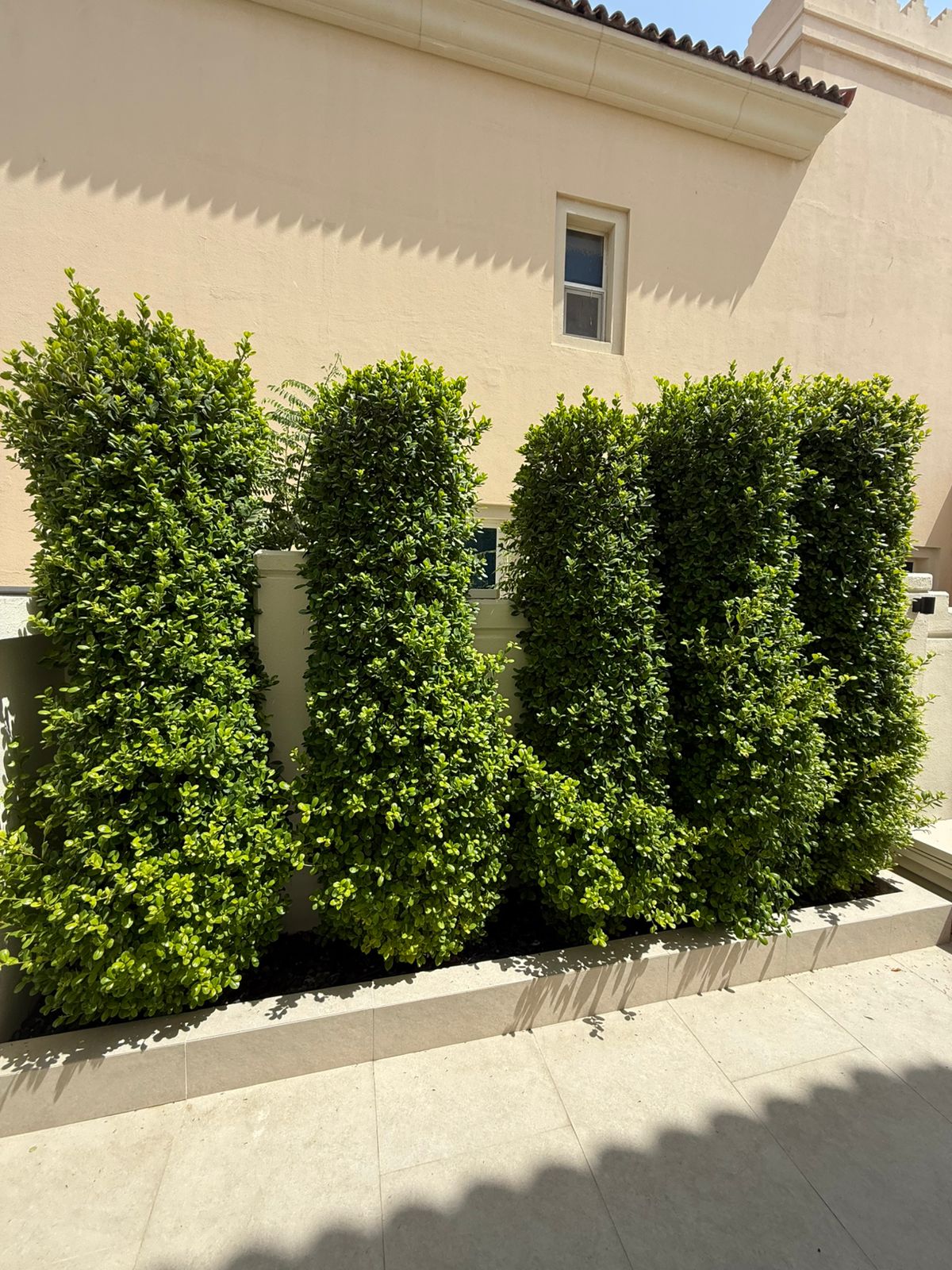 plants design < plants designing